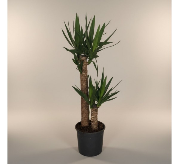 2Lİ Yucca Küçük